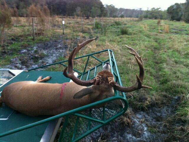 a airboat buck